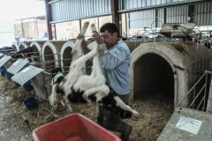 A dead calf is removed from a veal crate. Spain, 2010..