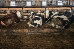 At this Vermont farm, Holstein and Jersey cows live indoors for much of the winter. USA, 2022.