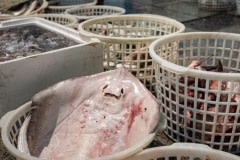 Sting ray and other fish at a market. Taiwan, 2019.