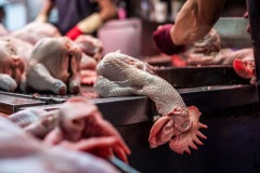Newly-slaughtered chicken hangs off the edge of stall table in a Taipei wet market. Taiwan, 2019.