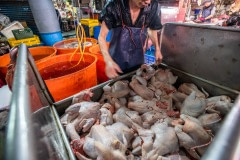 Newly-slaughtered chicken carcasses await cleaning and chopping at a wet market in Taipei. Taiwan, 2019.