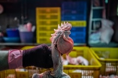 Vendor holds up the body of a newly-slaughtered chicken before it is chopped and sold at a Tapiei wet market. Taiwan, 2019.