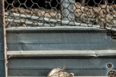 Duck carcass decomposes on a ledge outside an industrial duck farm in Taiwan.