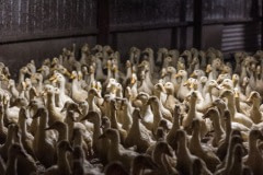 Ducks in a factory farm. Australia, 2017.
