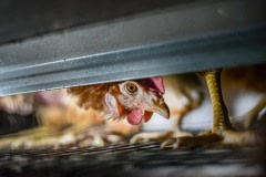 A curious hen in a cage at a factory farm. Australia, 2013.