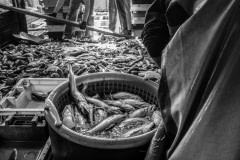 Fish are pulled up from the sea and dumped from trawling nets onto the deck of a fishing vessel. Workers then sort the fish by species. Photos taken on assignment for Ecostorm / Compassion In World Farming.