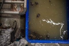 Hatchlings at a turtle farm. Taiwan, 2019.