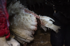 Turkeys farmed in densely packed buildings will often peck at one another, causing injuries and lesions.