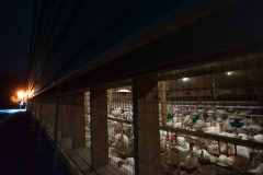 Thousands of young turkeys inside a factory farm. Investigators in the distance stand at one of its doorways.