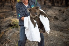 A skinny and dehydrated koala who has been darted with a sedative is captured and lowered from the tree for veterinary care. He will later be released into a surviving forest.
