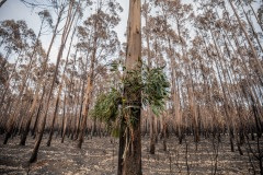 Eucalyptus browse attached to a destroyed eucalyptus tree plantation where surviving koalas perch high in trees. The fresh eucalyptus is tied to the base of trees which lures them down, at which point the rescuers and vets can catch the koala and assess them for injuries. If the animals are kept for rehabilitation, they will later be released to the wild.