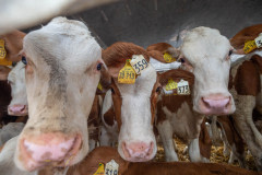 Animals transported for slaughter from across Europe through the Bulgarian-Turkish border. Turkey, 2018.