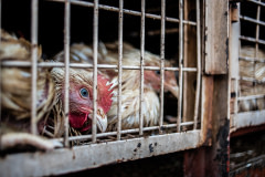 A hen looks out from the slits of her cage, where she is packed in with other chickens for transport to the wet market. They will remain in these cages until they are selected for slaughter. India, 2021. S. Chakrabarti / We Animals Media