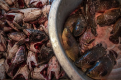 Live climbing perches are displayed for sale in a metal bucket with no water next to a tray of snakehead heads at a wet market in Thailand.