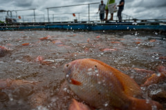 Red hybrid tilapia converge at the surface of a floating pen,  waiting to be fed at a fish farm in Thailand.
