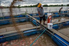 A worker tosses a large scoop of food pellets into the floating pen at a red hybrid tilapia farm in Thailand.