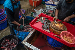 Workers decapitate live catfish, then remove internal organs prior selling them in bulk for customers at a fish stall in a wet market in Thailand. The slaughter technique involves a slit to the throat followed by the head being quickly yanked from the body.