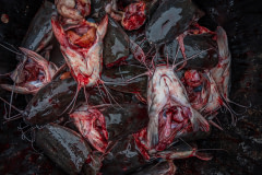The heads of catfish are cast aside into a bucket after the fish are slaughtered by manual decapitation at a wet market in Thailand.