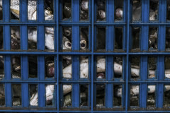 Close-up of a crate full of dead milkfish at an Indonesian fish market.