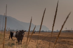Cows graze in smoky conditions from the White Rock Lake fire. Much of BC has been under air quality warnings for weeks due to heavy smoke from local fires.