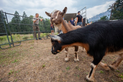 Goats evacuated from the White Rock Lake fire are released into temporary enclosures at a location beyond evacuation areas.