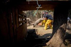 Local county animal control officers successfully rescue a pig from immediate danger within the active fire zone from the Caldor Fire.