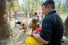 Animal Control Officer Shawn Harrold, of El Dorado County, where the Caldor fire began, feeds hungry unattended goats left in the wake of the evacuation before rescuing them from the active fire zone.