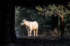 A cow stands in the burnt landscape of a property under evacuation order, watching as others are loaded into trailers by animal rescue volunteers.