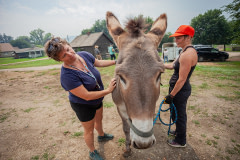 Volunteers console Flapjack, a donkey requiring evacuation.