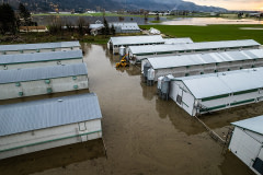 Aerial view of a large chicken farm in Abbotsford, BC. The barns sit partially submerged in the floodwaters.