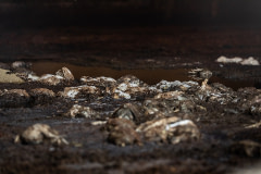 Chickens lay motionless on the ground of a broiler shed in the aftermath of the Abbotsford, BC flood.