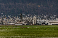 A flock of snow geese fly over the recently drained flood lands of Abbotsford, BC.