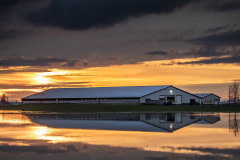 A dairy farm sits just above the floodwaters in Abbotsford, BC.