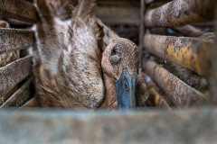 A lone duck confined to a tiny cage at an Indonesian duck egg farm is barely able to move and cannot open or stretch her wings. Indonesia, 2021. Haig / Act for Farmed Animals / We Animals Media