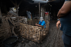 Ducks try to stay as far away from the workers as possible at a small slaughterhouse in Indonesia, while the workers select ducks to be slaughtered. Indonesia, 2021. Haig / Act for Farmed Animals / We Animals Media