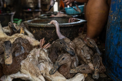 Ducks are tied down awaiting their turn to be slaughtered, while they hear and see other ducks being slaughtered inside a market. Indonesia, 2021. Haig / Act for Farmed Animals / We Animals Media