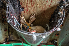 Two ducks, with slit throats and tied together by the legs are stuffed upside down into a metal cone and left to bleed out at an Indonesian wet market. Indonesia, 2021. Haig / Act for Farmed Animals / We Animals Media