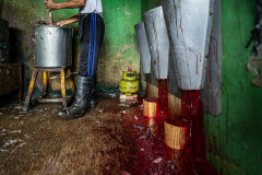 The blood of slaughtered ducks drips down a wall into a bowl at a small slaughtering shop at an Indonesian wet market. Indonesia, 2021. Haig / Act for Farmed Animals / We Animals Media