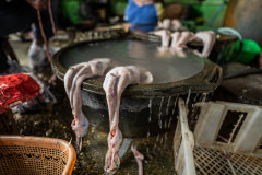 Flies hover and feed on the bodies of recently slaughtered ducks at an Indonesian wet market. Indonesia, 2021. Haig / Act for Farmed Animals / We Animals Media