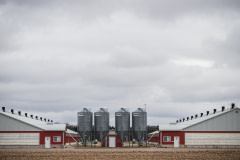 The highly pathogenic avian influenza (H5N1) is affecting millions of wild and domesticated bird populations in North America, Europe, and Asia. When the virus is detected in farm flocks, the farms are deemed a biosecurity hazard and, often, the birds are killed. Depending on the country, the means of ending the birds' lives are by live burial, CO2 poisoning, ventilation shutdown, or through the use of firefighting foam which asphyxiates the birds. Small flocks, backyard flocks, and animal sanctuaries are also affected. If the virus is detected at these farms, all the birds must be killed as well. A small flock farmer from Southern Ontario expressed that they would follow regulations and be without birds for the required time. In the control zones around Southern Ontario, many farms have biosecurity signs, prohibiting pedestrian and vehicular traffic from entering the properties. As of April 27, 2022, according to the Canadian Food Inspection Agency 717,000 birds have been affected in Canada. Canada, 2022. Jo-Anne McArthur / We Animals Media