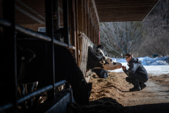 At this Vermont farm, Holstein and Jersey cows live indoors for much of the winter. Activist Jason Bolalek crouches down to interact with them.