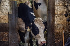 An inquisitive dairy cow looks into the milking parlour at a dairy farm in Vermont.