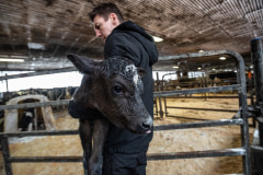 Activist Jason Bolalek rescues a young calf from a dairy farm. She was brought to Cornell University for veterinary care and adopted by Mockingbird Farm Sanctuary.