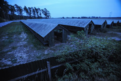 A mink farm.