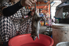 A rat is dipped into boiling water in order to remove their fur at the Thanh Hoa Bird Market, which is an exotic animal market in Vietnam. They will be cut up and cooked for a customer at the market.