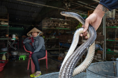 A snake is examined as the vendor looks on at the Thanh Hoa Bird Market, which is an exotic animal market in Vietnam. Snakes here are killed and consumed as a delicacy.