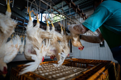 Chickens are shackled upside down to a mechanized processing line by a worker at a halal slaughterhouse.