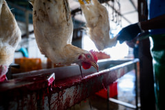 Blood spills from the neck of a chicken inside a halal slaughterhouse. Next to her, a worker uses a sharp knife to cut the throat of the next chicken on the processing line.