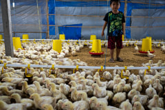 Masses of 11-day-old chicks move away from a young boy inside the crowded barn at a chicken farm.