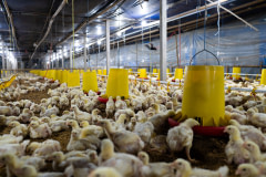 This farm utilizes intensive agricultural practises in order to quickly raise birds for their meat.